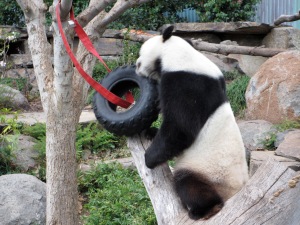 Yan Yan looking for his panda cake