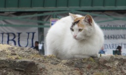 White cat sitting on a rock in Istanbul