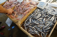 tray of small fish and local shellfish in the Athens fish market