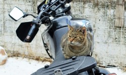 Tabby cat sitting on a motorcycle in Anofiotika Athens Greece